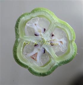  T.S. Young Capsule